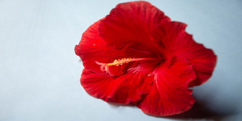 Hibiscus flower